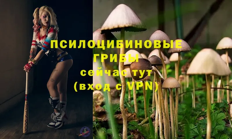 Псилоцибиновые грибы Psilocybe  Давлеканово 